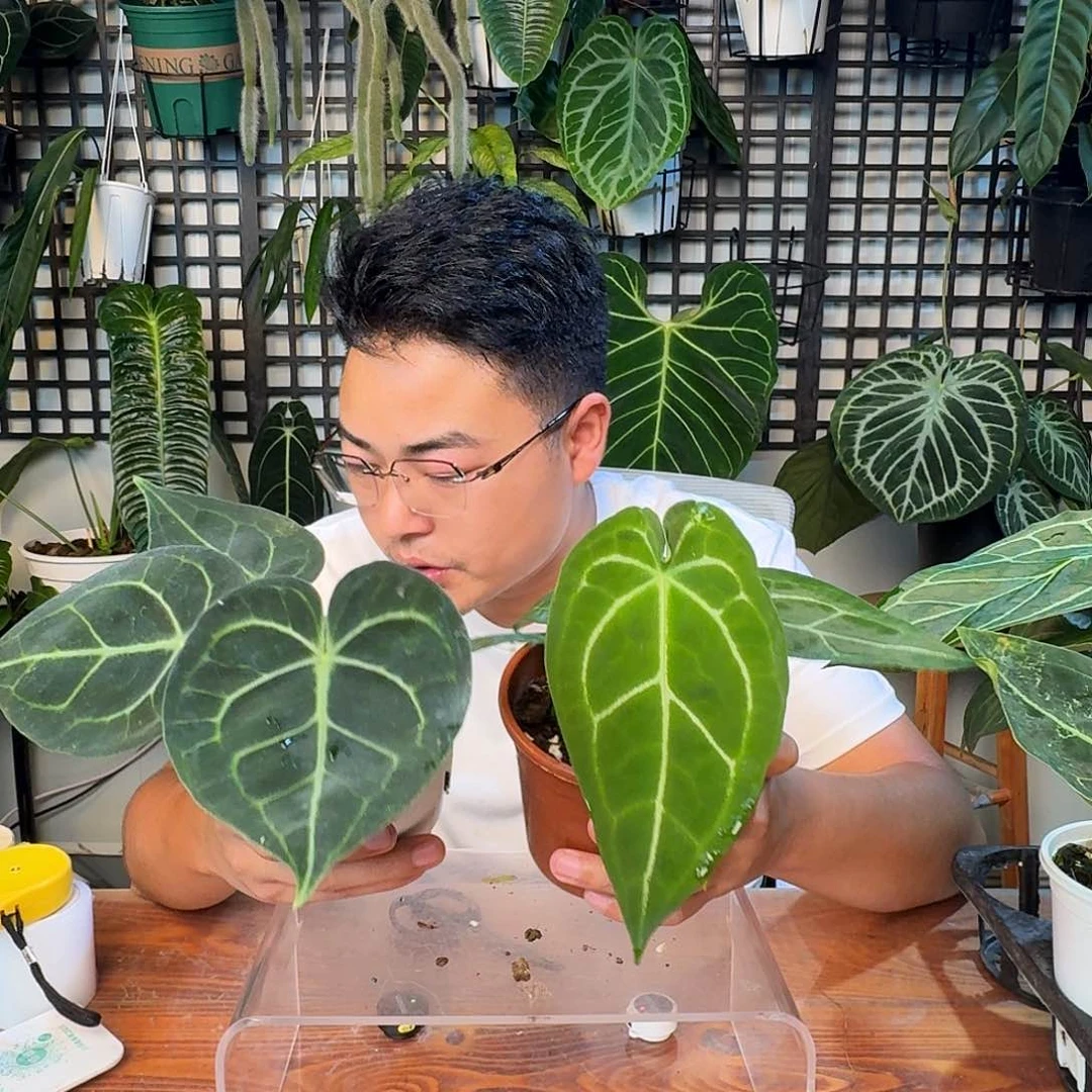无花朵?一物一拍F19 20