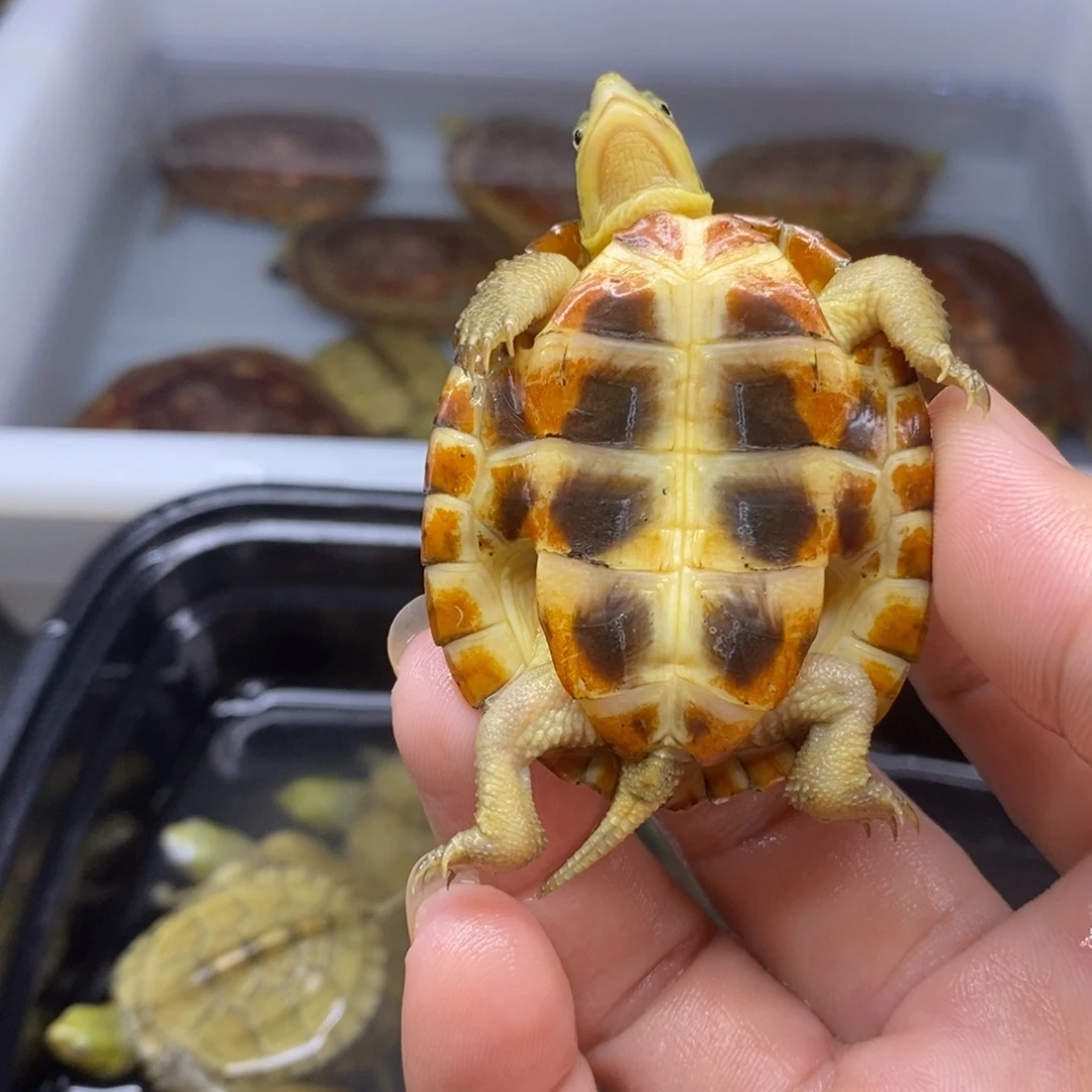 乐***母宠物龟5.2cm26提取率