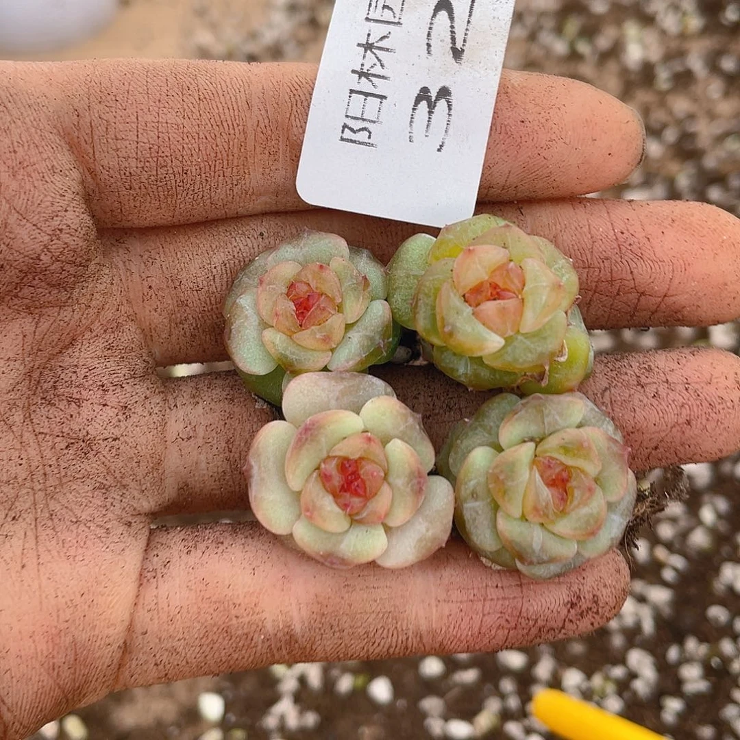 多肉植物多肉植物329