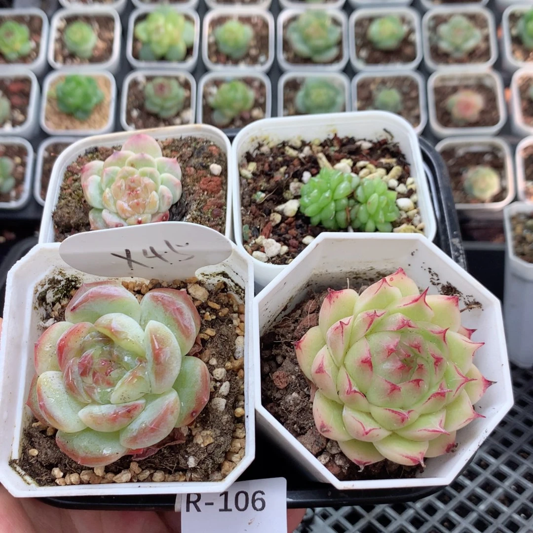 无花朵R106英语英语