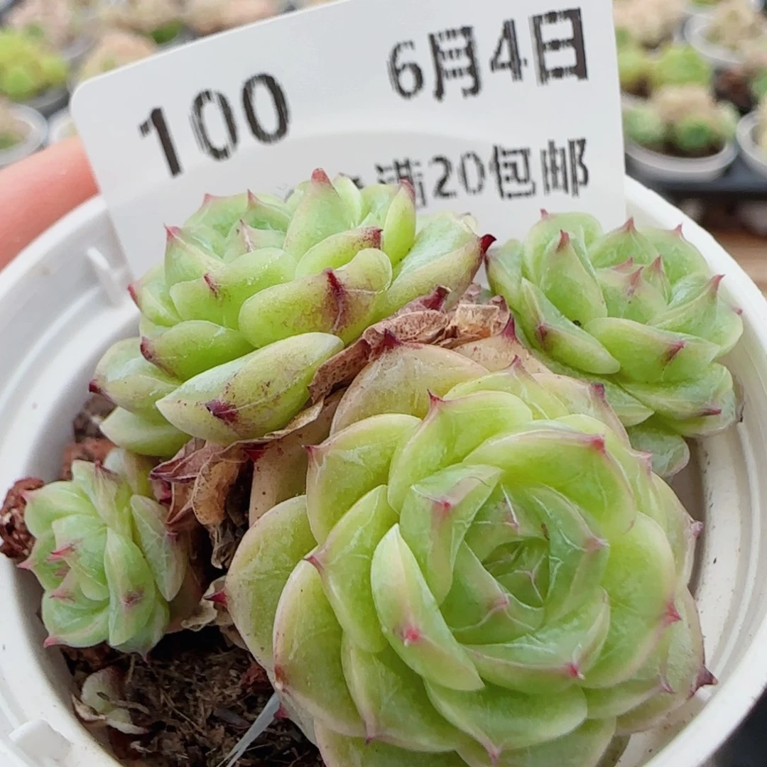 花语逸镜0604-100散