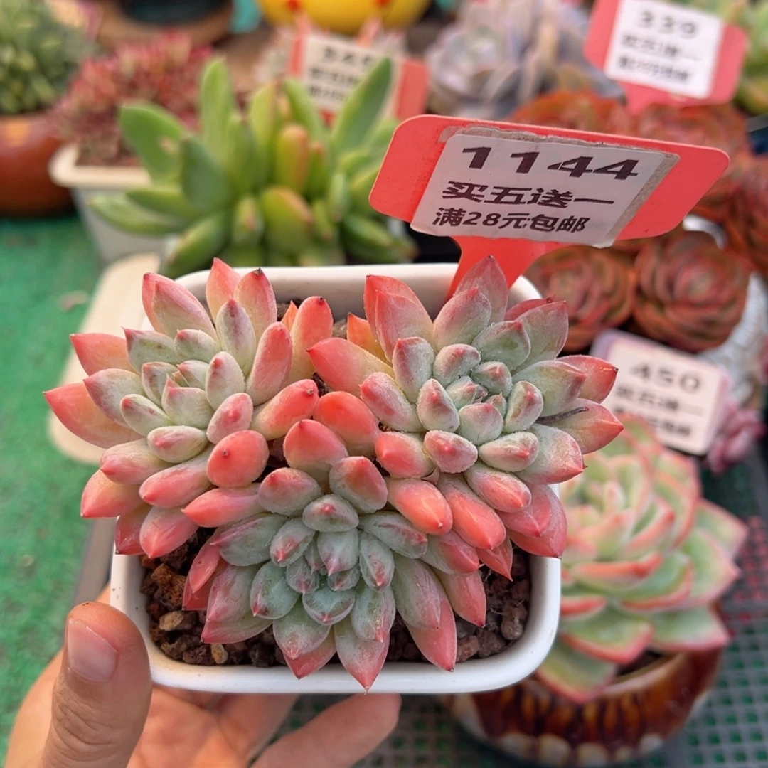 表妹精品多肉植物1144.