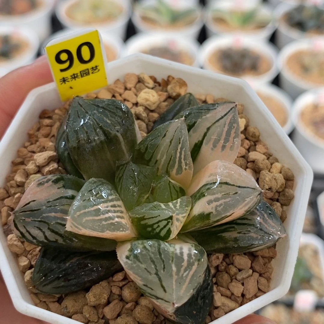 90玉潭寿锦福利款