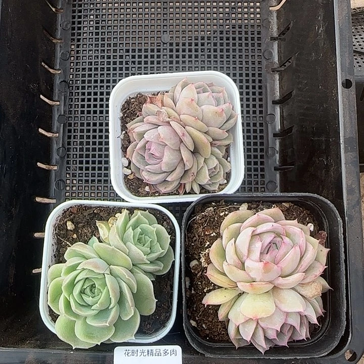 星**馨花时光精品多肉45