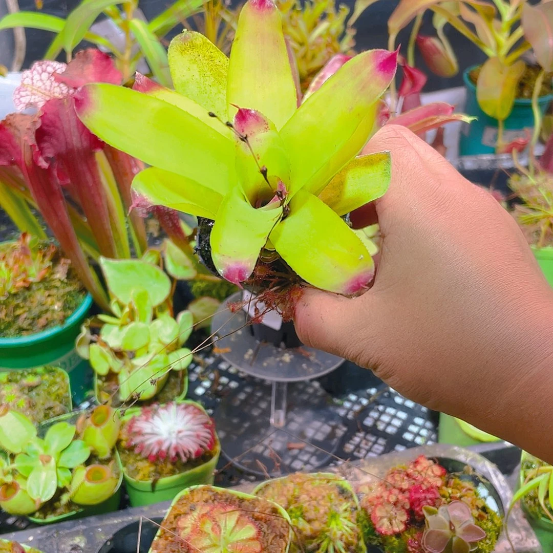 完全开放积水凤梨12