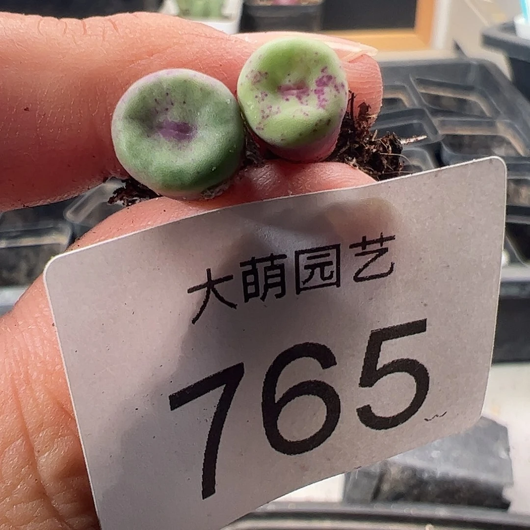 一物一拍。           765