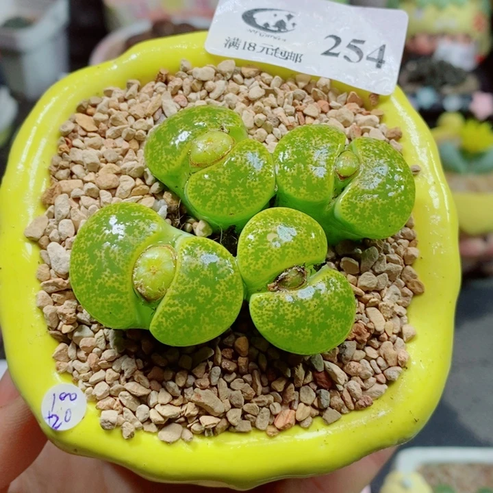 生石花花花花花花254