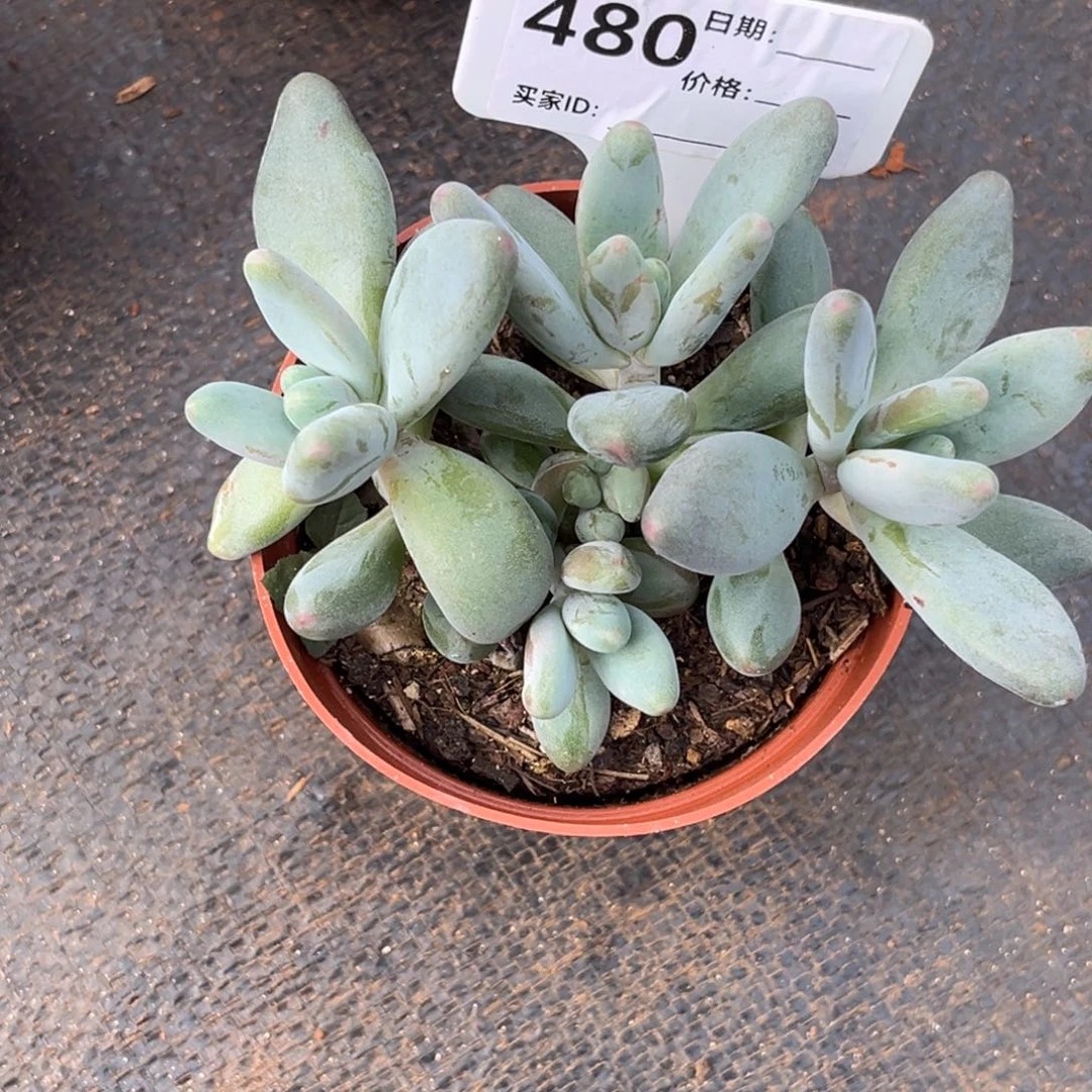 布袋和尚多肉植物480