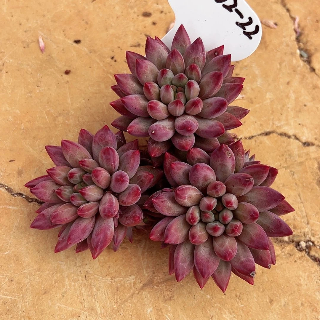 0902-22虞美人群2