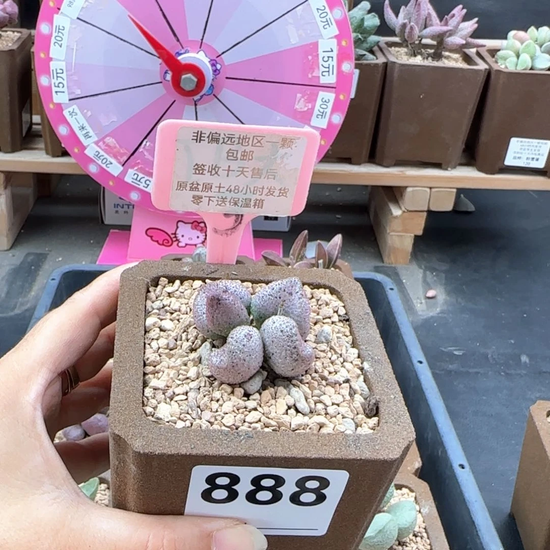 888黑酱多肉植物