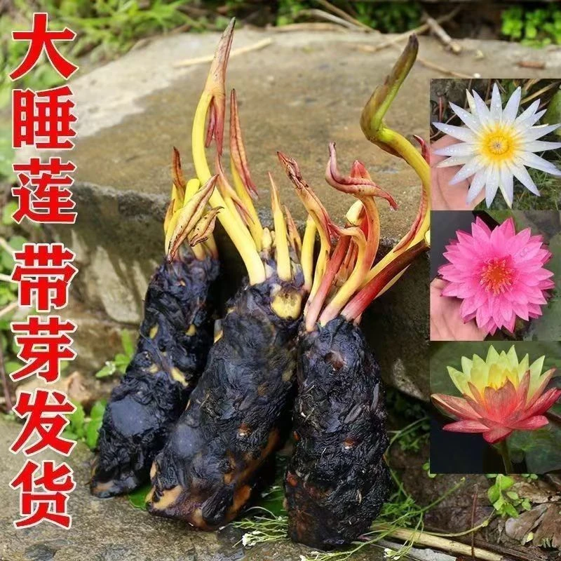 睡莲花池塘水缸大睡莲根块带花苞四季水培小睡莲花根水养四季开花