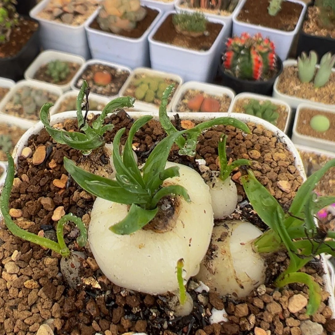 54多肉植物百科植物