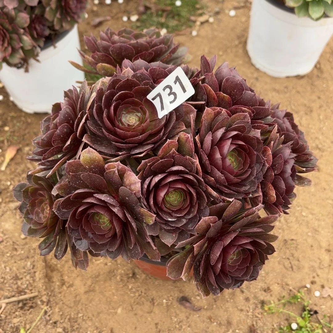 731黑魔多肉不包损