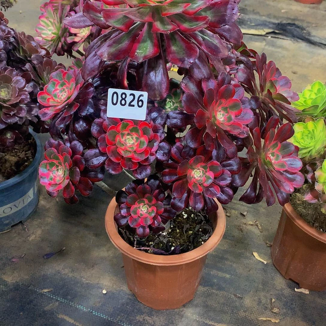 ^****岳多肉丽娜.0826.00000