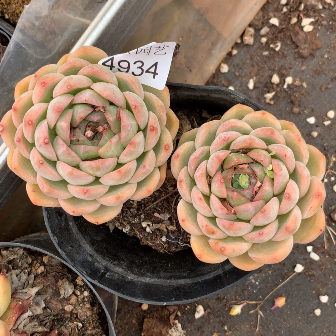 野**姐4934杂交精品基地14厘米