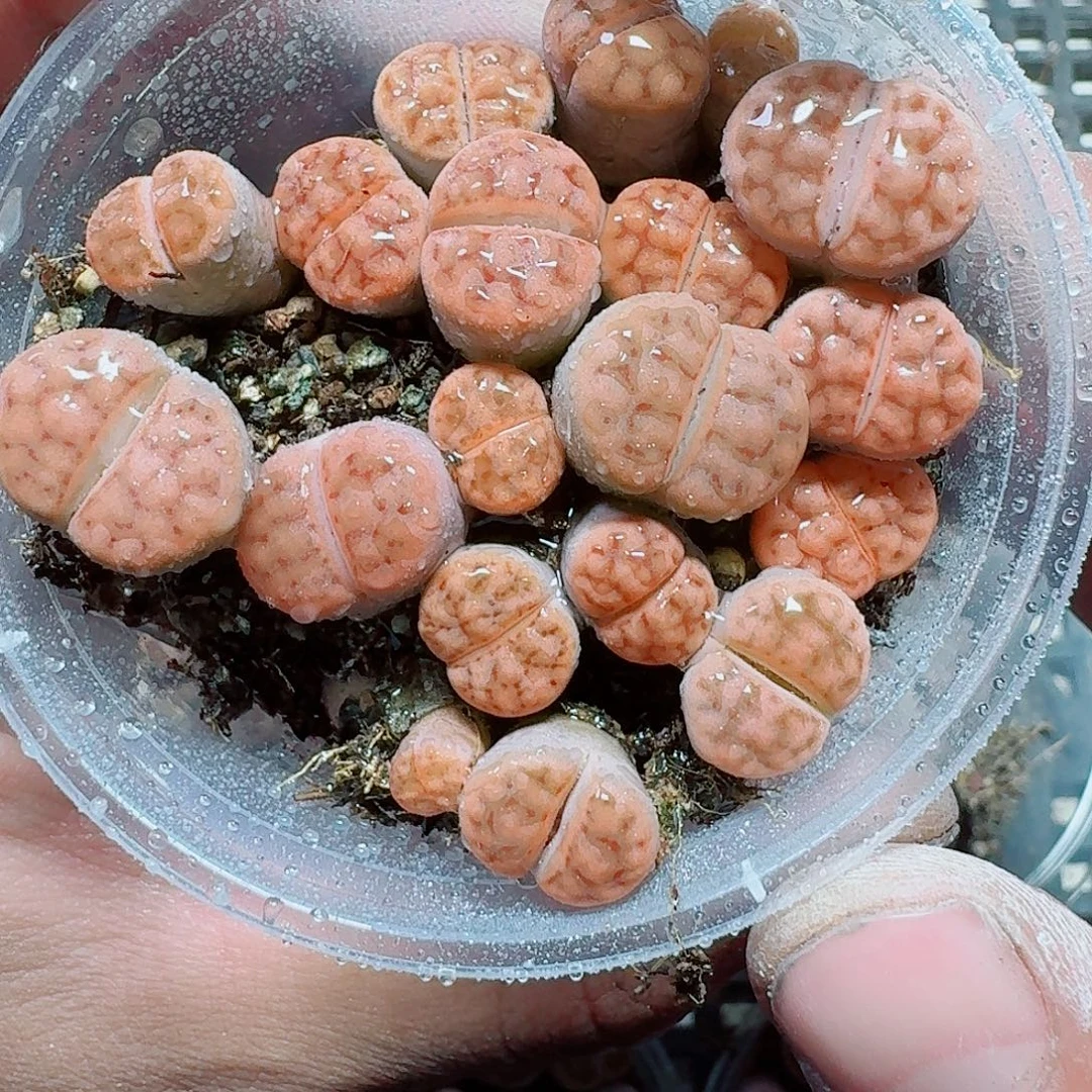 02 多肉植物多肉植物