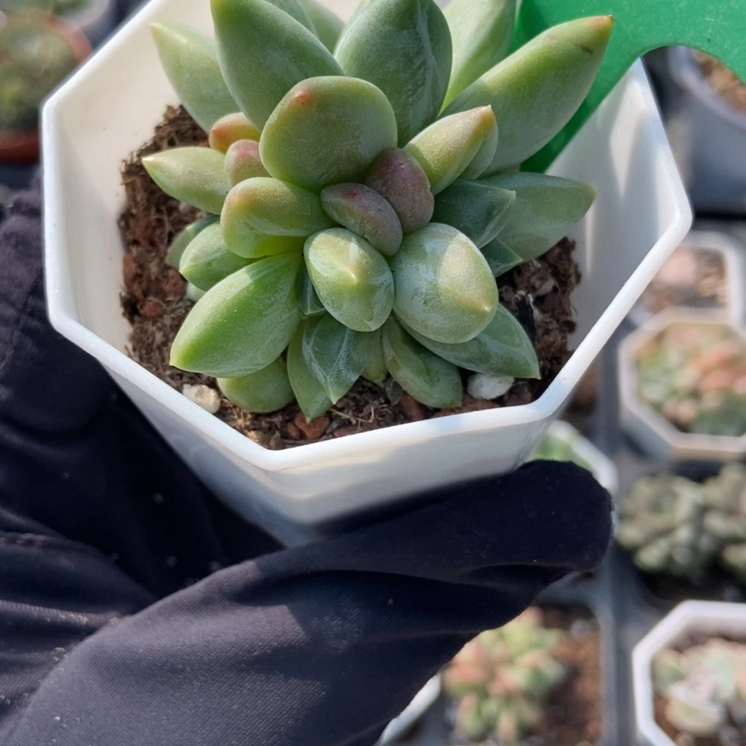 157重楼多肉植物多肉