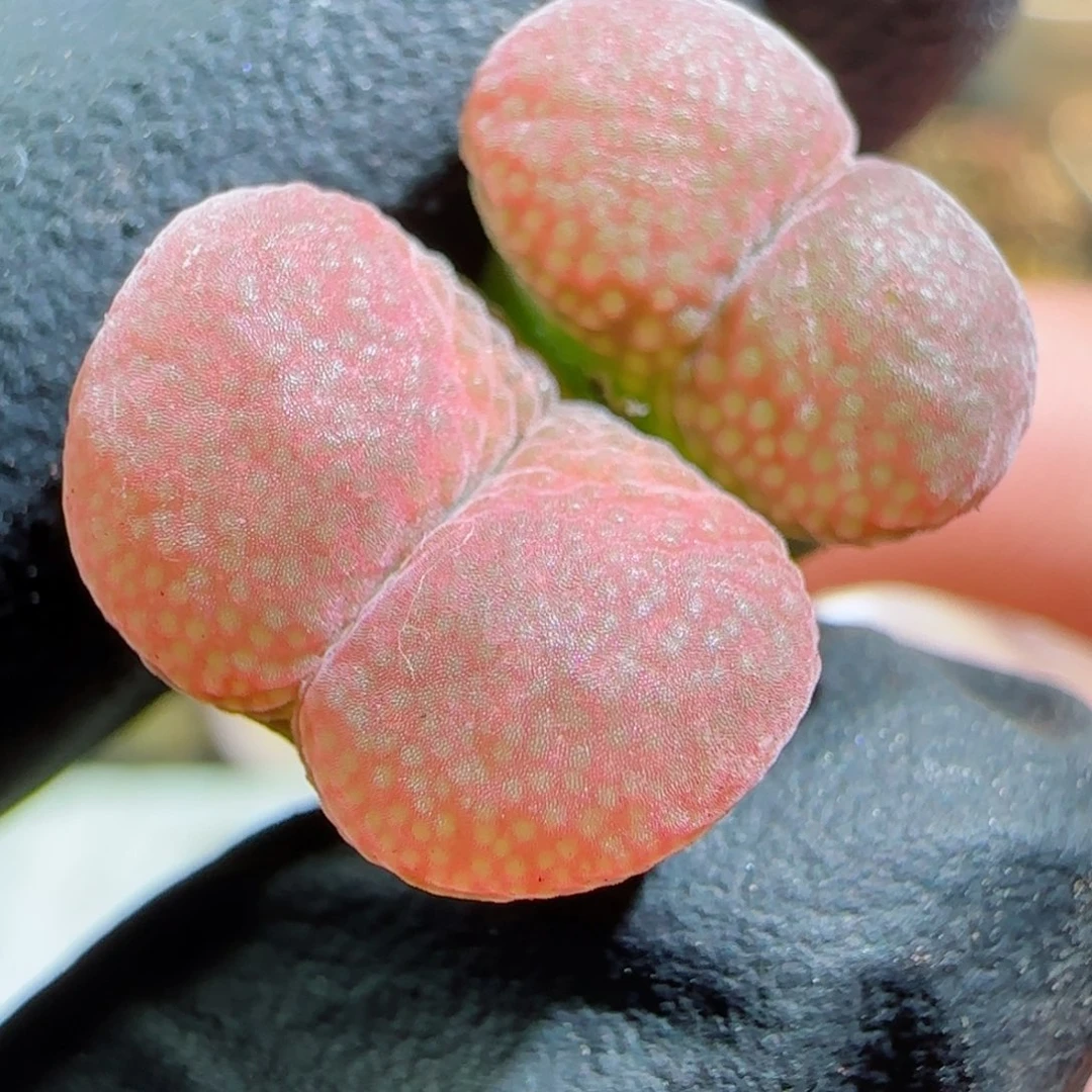 多肉植物漂亮风铃群19号