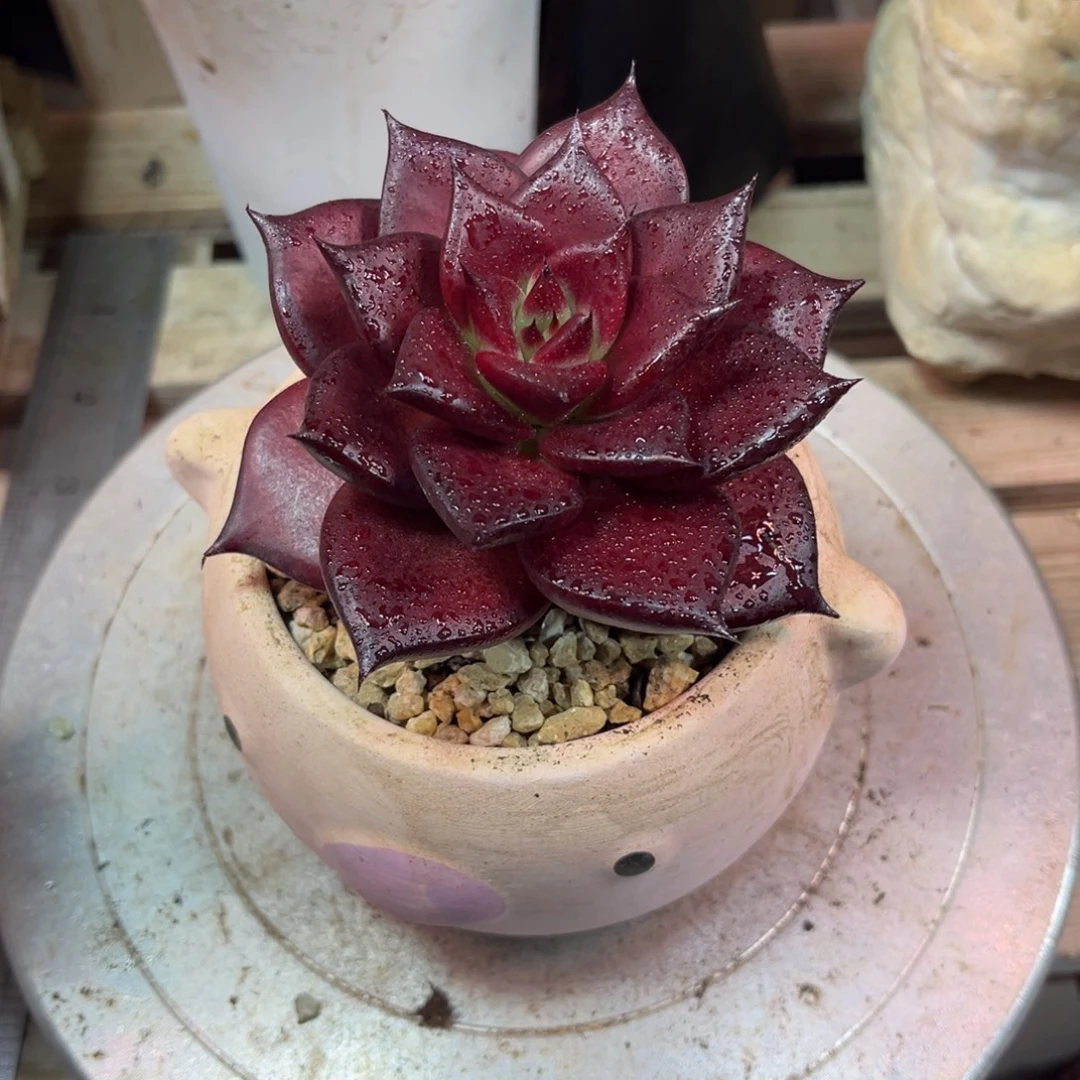 789多肉植物runvnvn