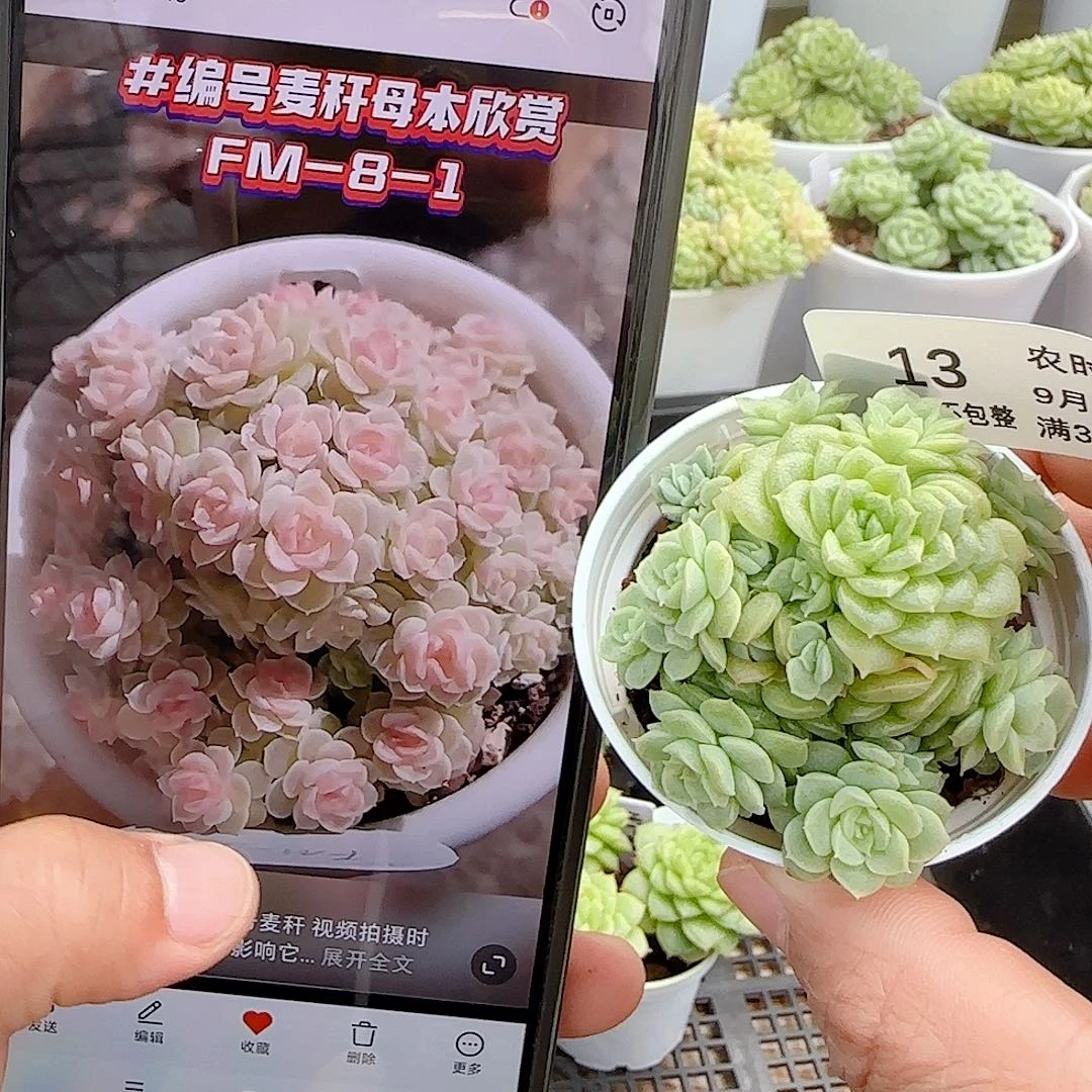 【闪购商品】0924-14（fm-8-1）