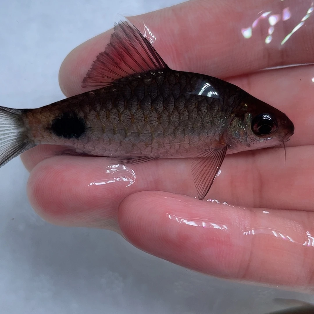 海水鱼红鳍蓝6-8cm