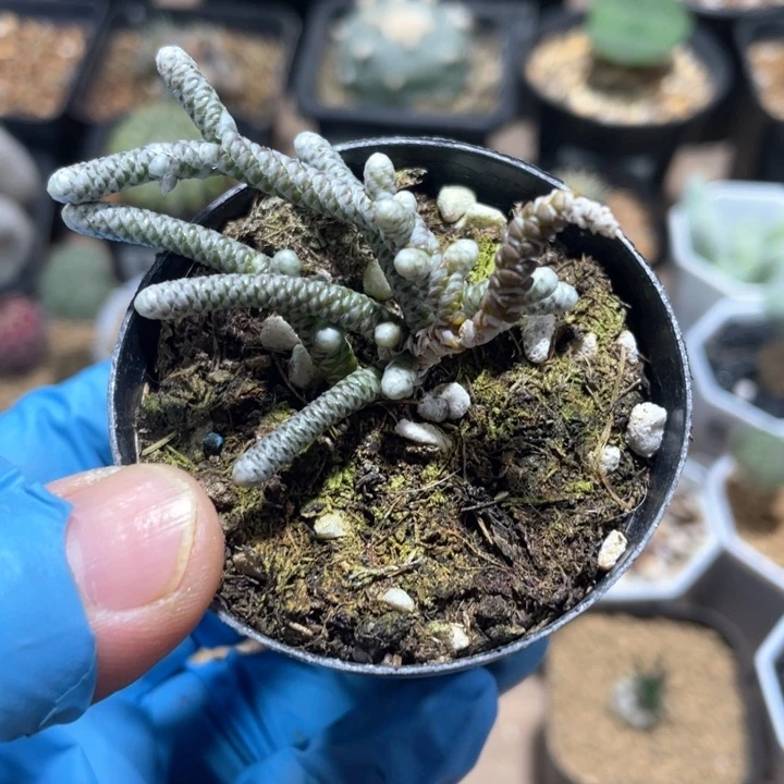 687银蚕多头植物