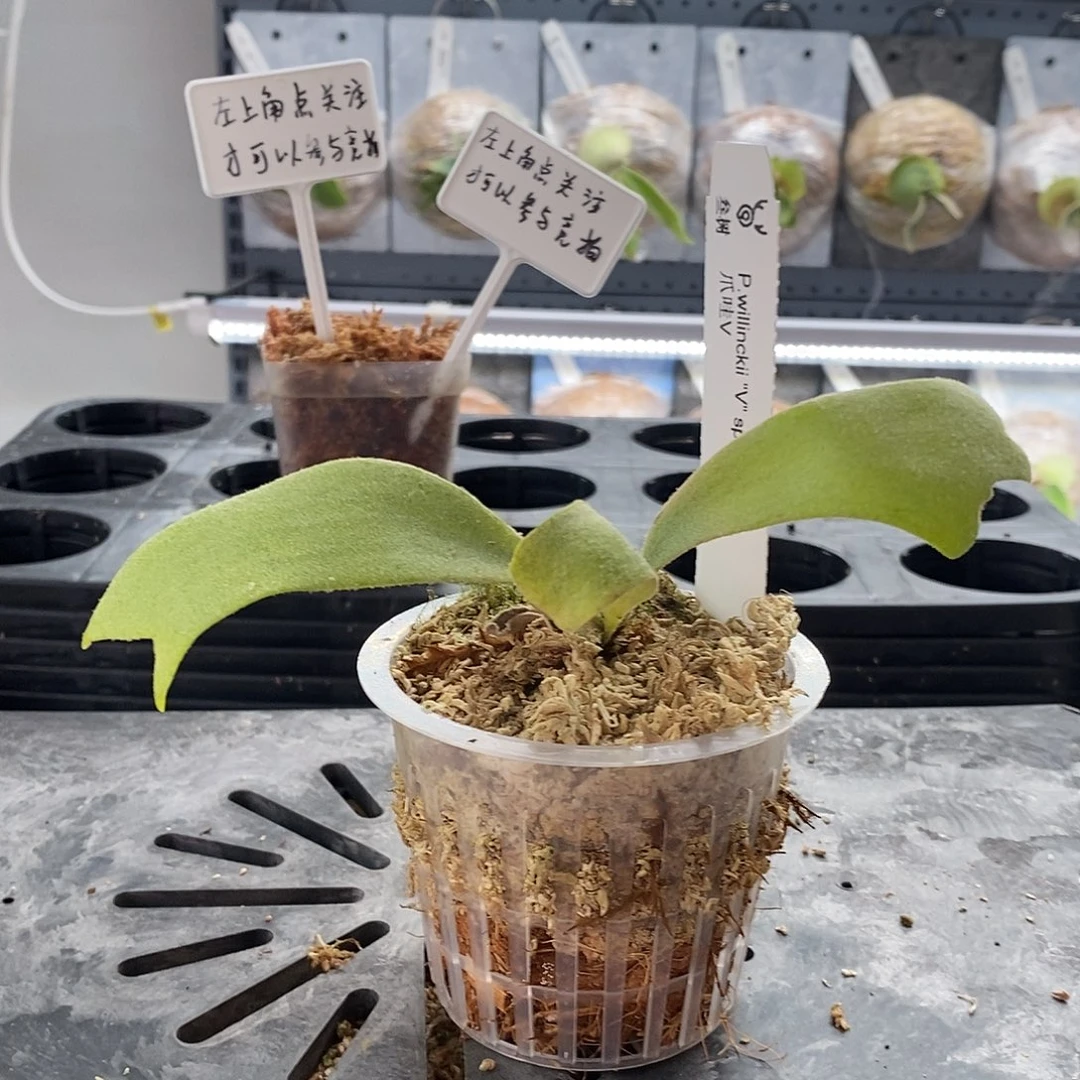 无花朵爪哇v鹿角蕨