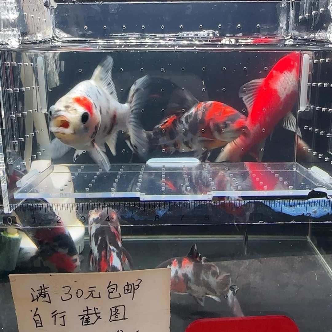 短尾草金一物一拍