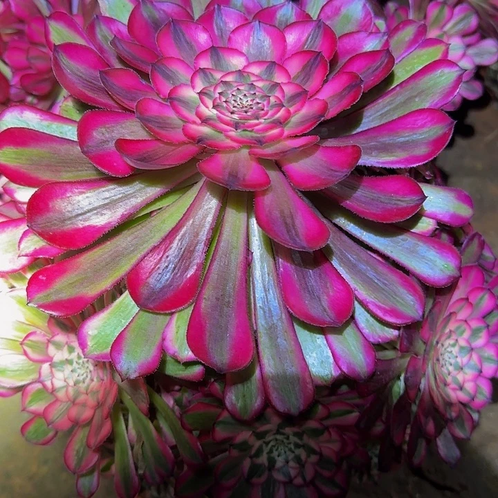 精品红铜壶超白锦老桩捧花开播福利