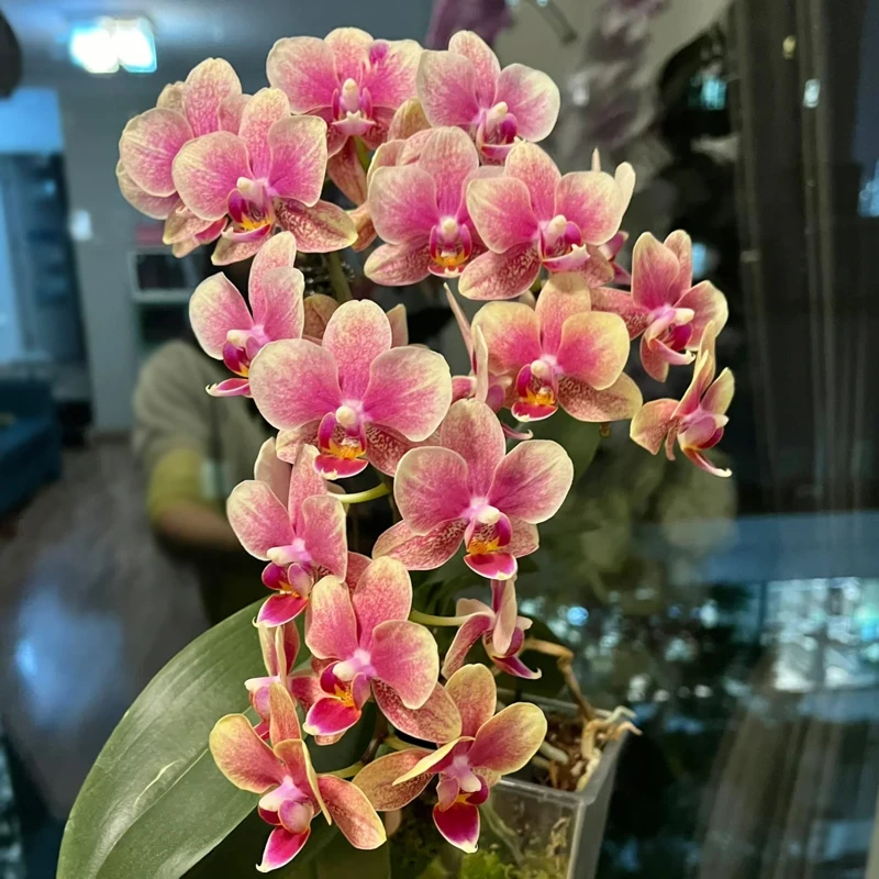 蝴蝶兰金蝶带花剑（抽梗苗未开放）转色花稀奇高端绿植花卉