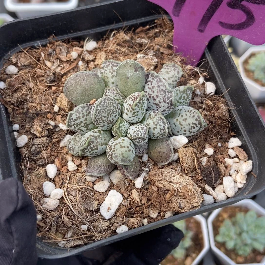 1975海豹多肉植物保护