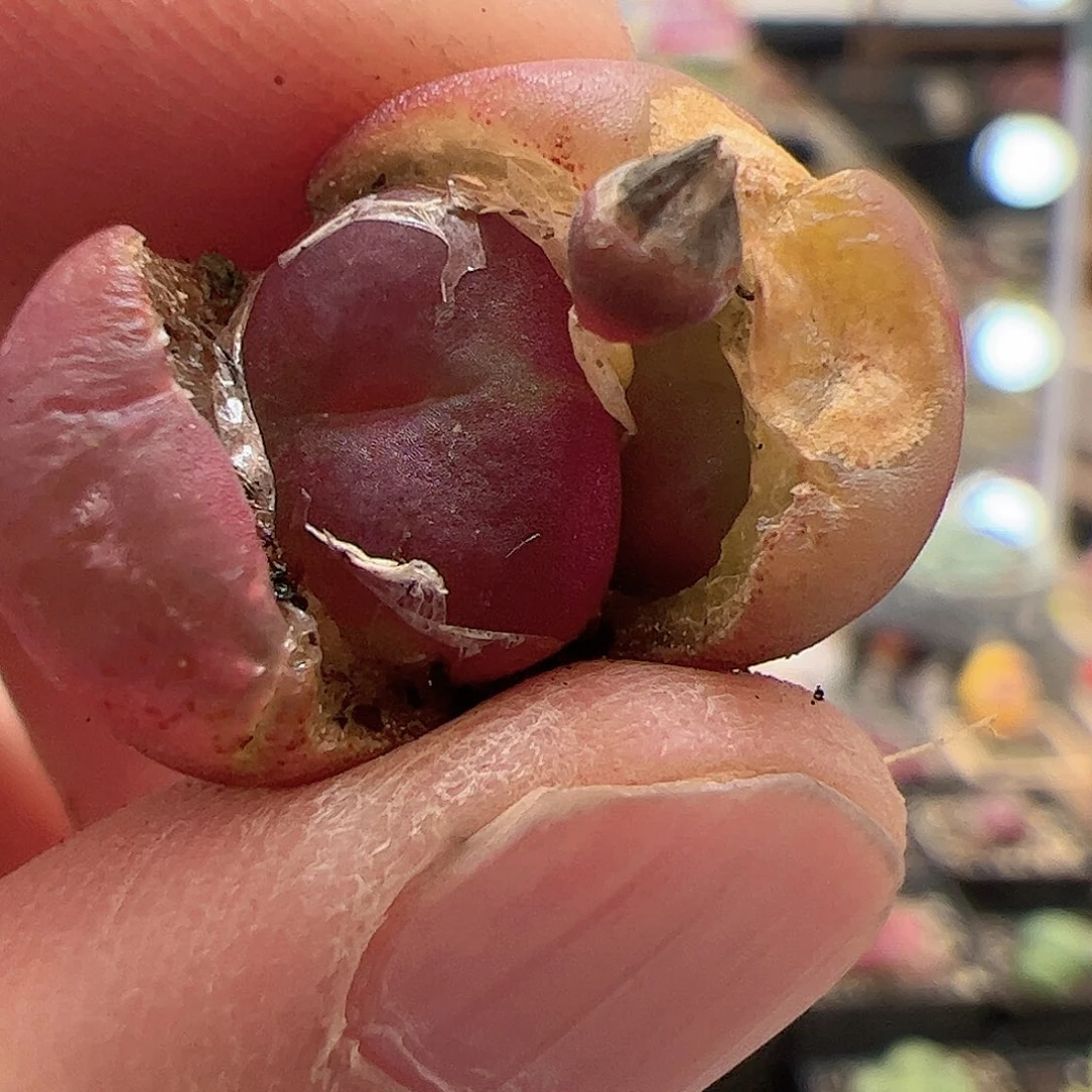 【闪购商品】284 吕氏