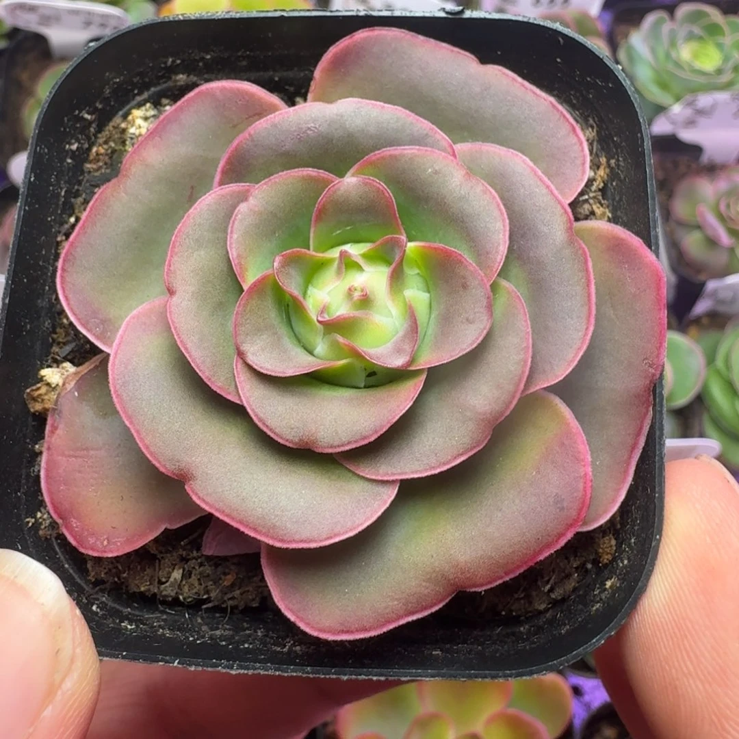 带伤福利-320-冠幅   5cm