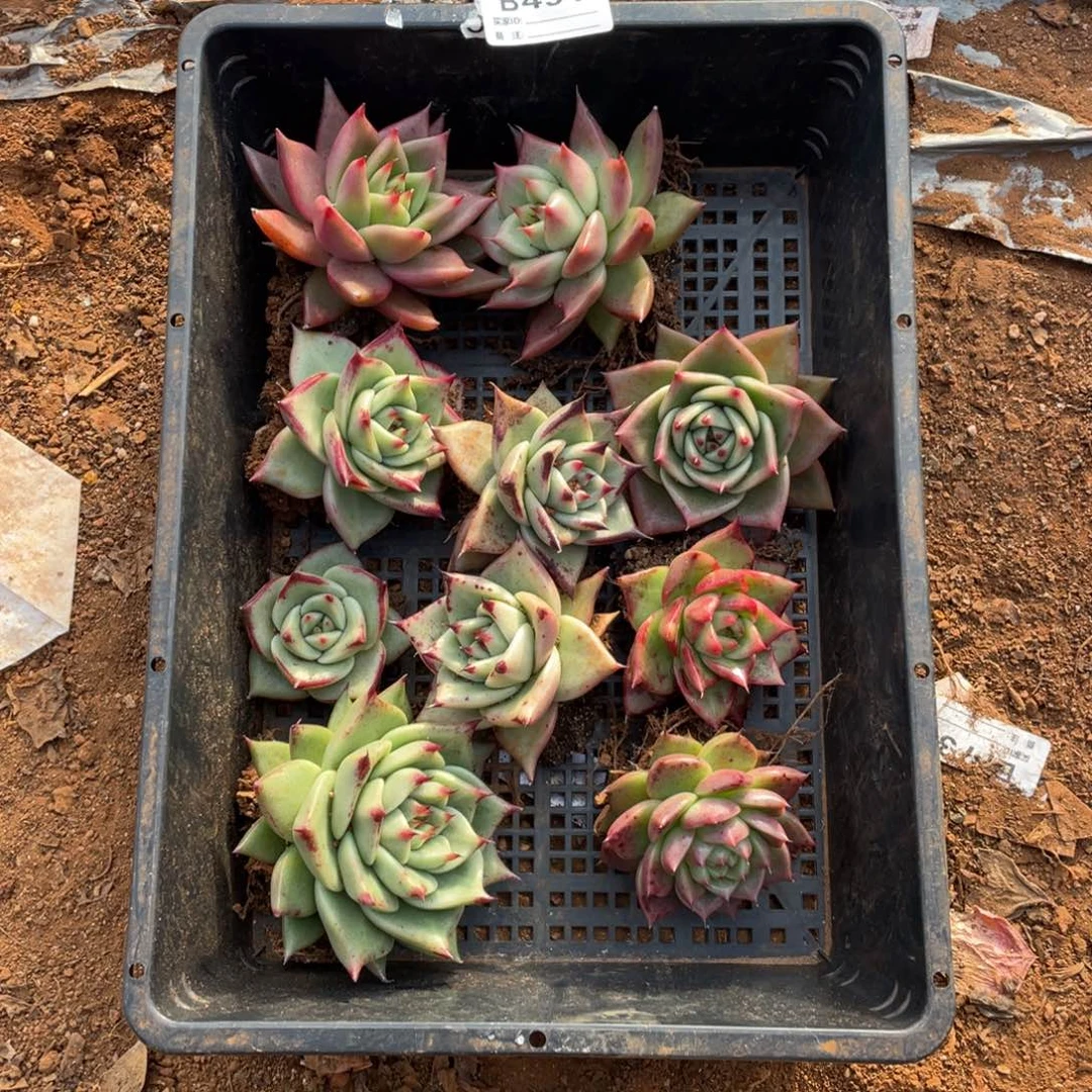 无花朵若如东云筐拍B491