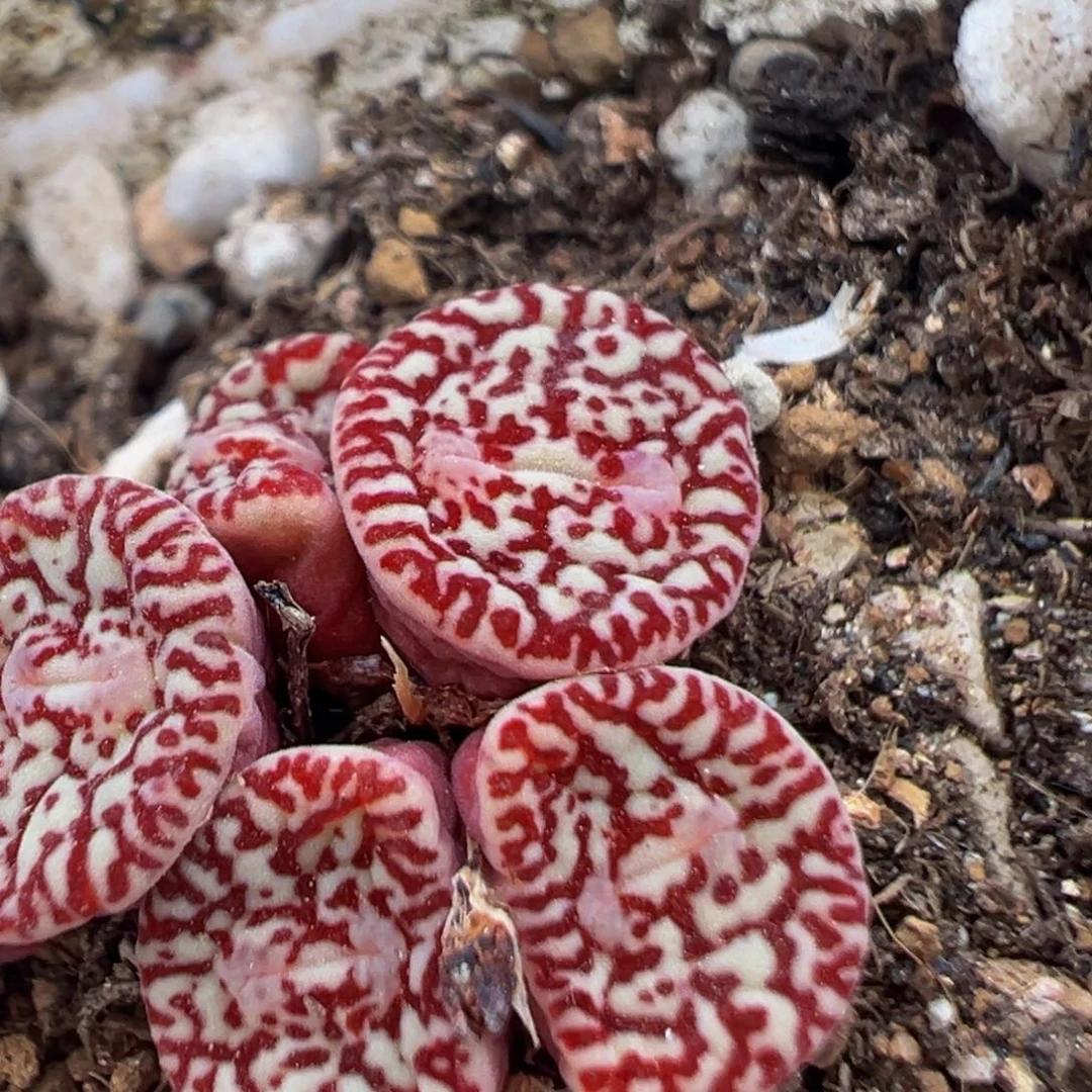 哥***妹33多肉植物百科知识