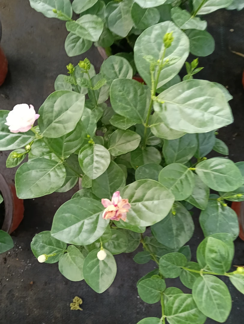 重瓣茉莉花盆栽浓香型四季开花可泡茶好养耐活绿植