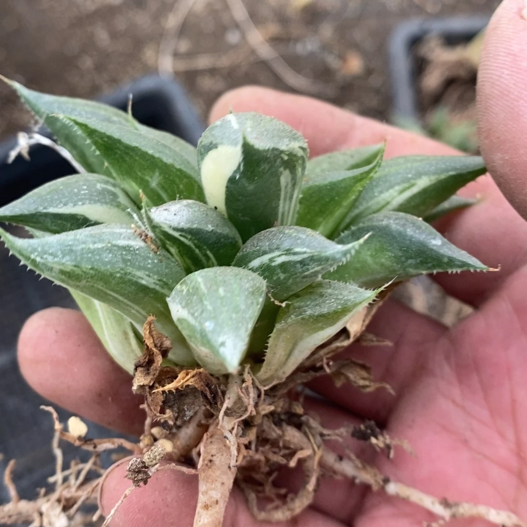 2533 一颗福利。