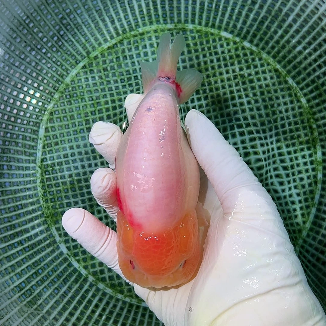 海水鱼买三条188顺丰包邮陆运
