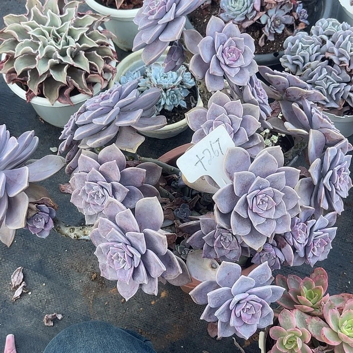 两单包邮，一物一拍，267紫乐