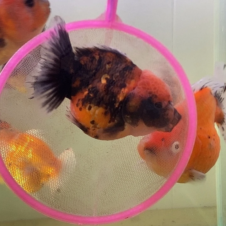 海水鱼精品泰狮系列