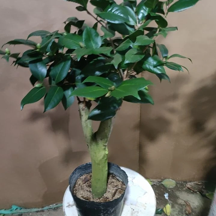 919五品，原盆原土发货，不包邮