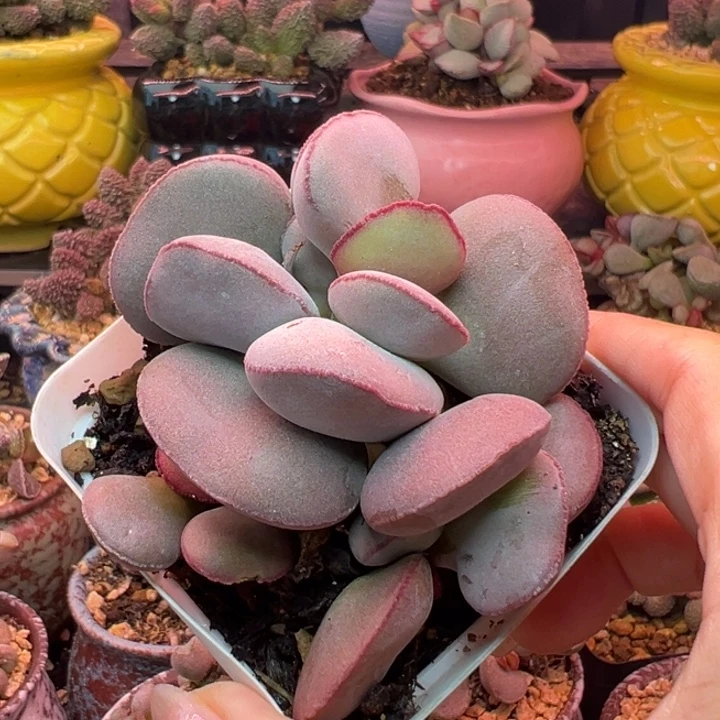 红蛋。