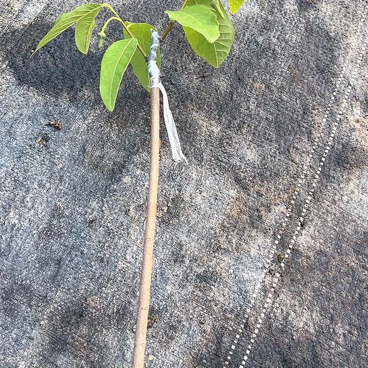 山***逢124555666666