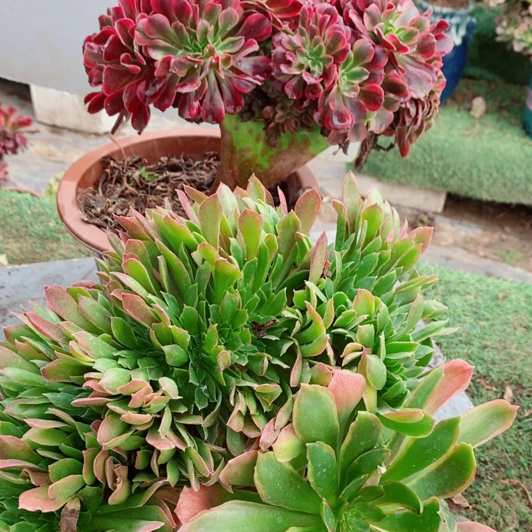 完全开放326号美杜莎➕那家女王1颗