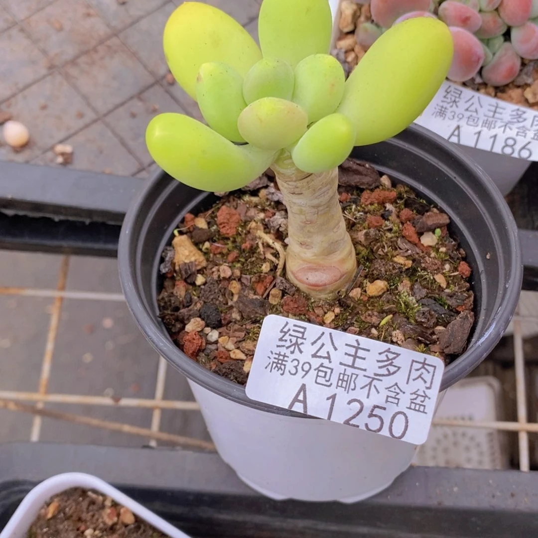 单头金蝉1250多肉植物