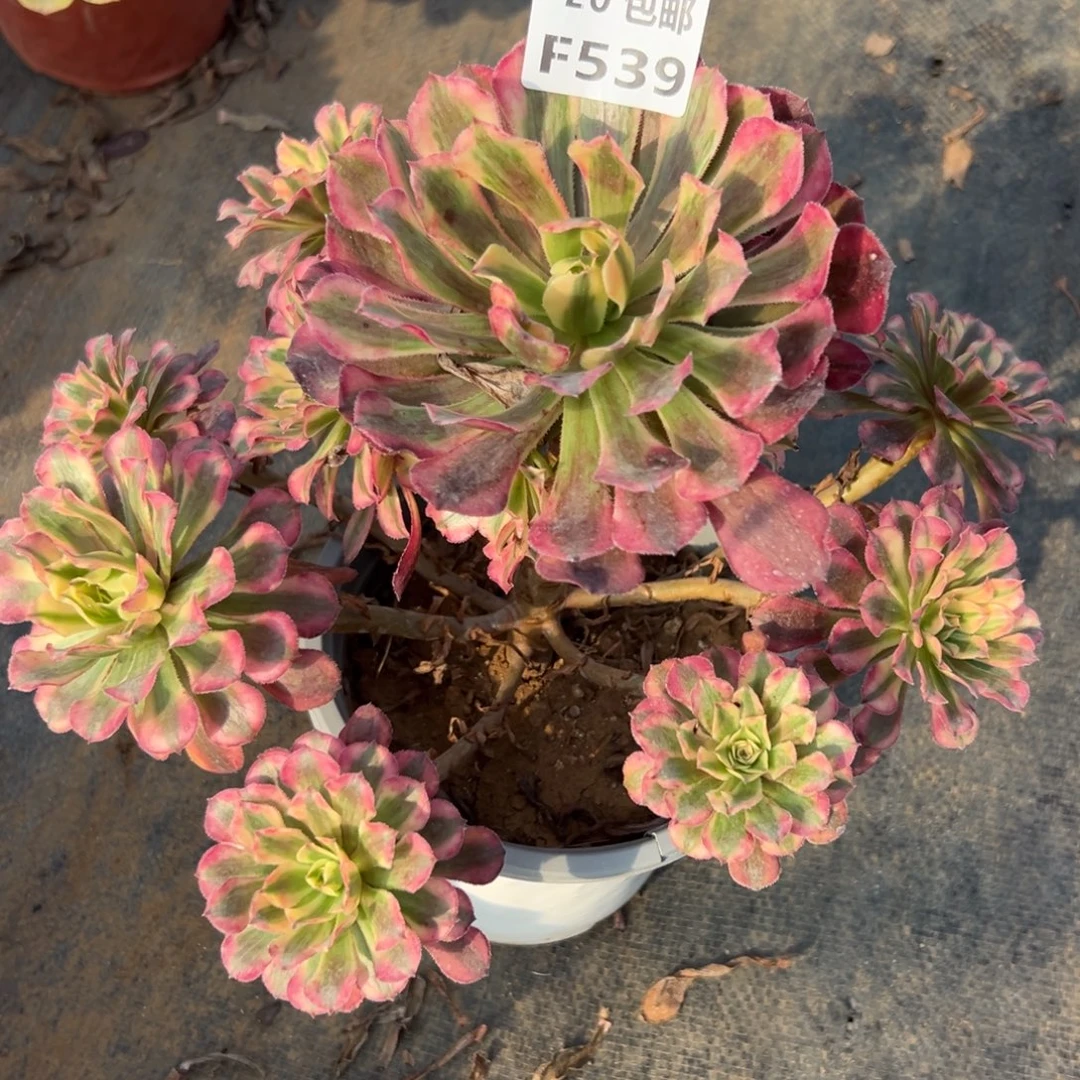 539红铜白，满20包邮