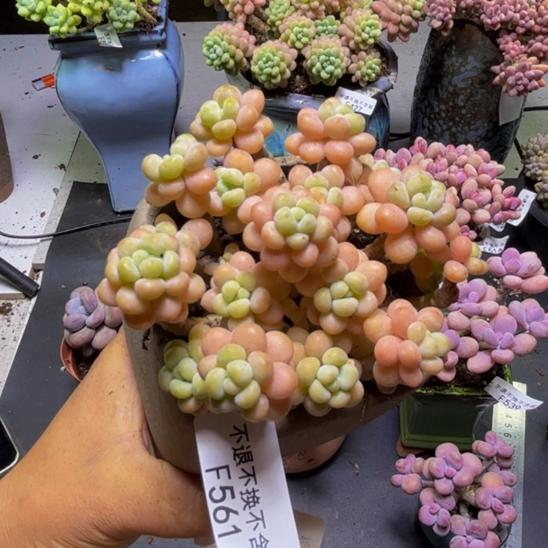 花朵鱼子酱561:8cm