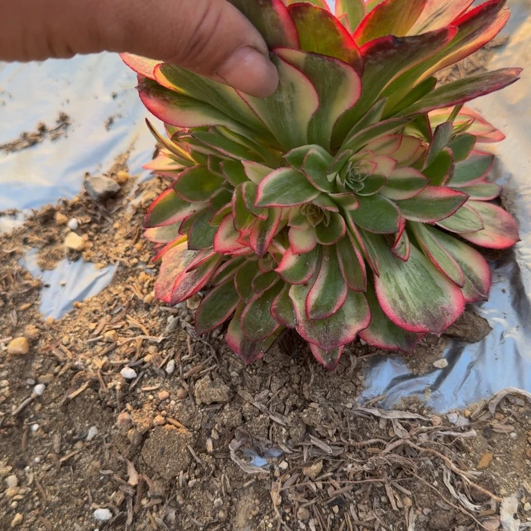 娴*079黑魔锦。多肉植物