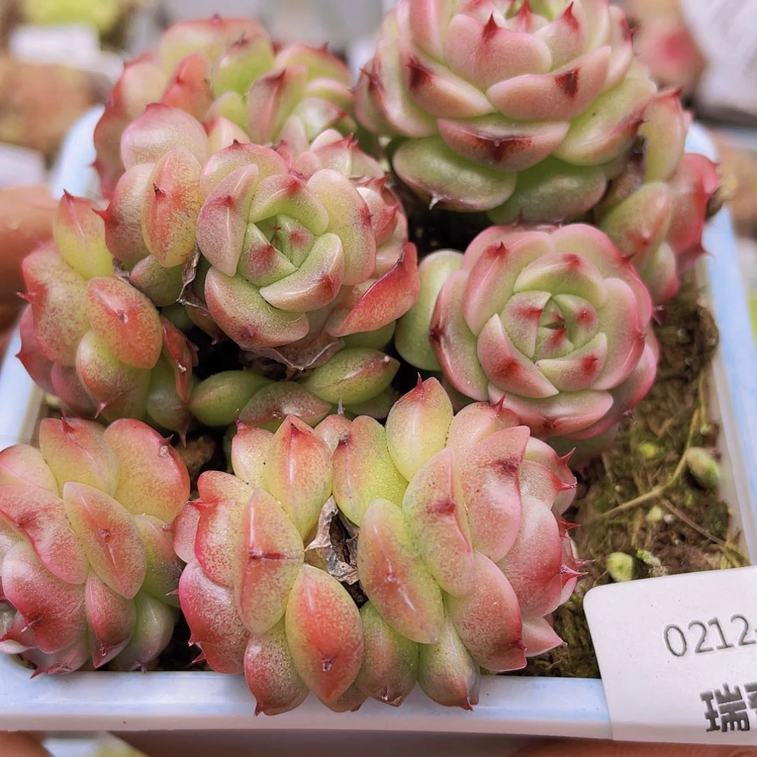 000000000000010量拍