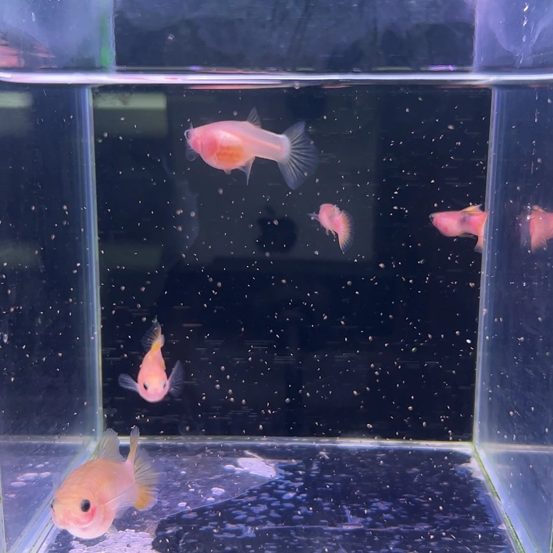 孔雀鱼幻彩5条所见即所得